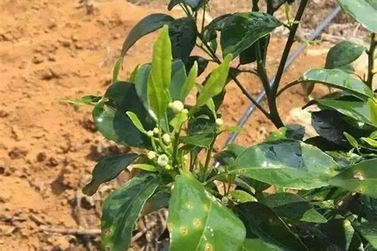 柑橘保花保果的主要技术措施有哪些？