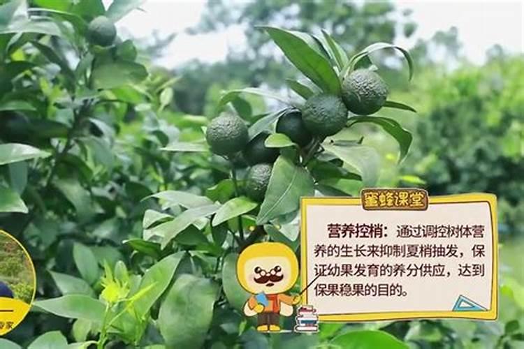 沃柑全年12个月管理及技术,沃柑产地集中在哪里