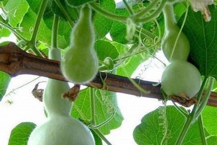 葫芦生长如何施肥