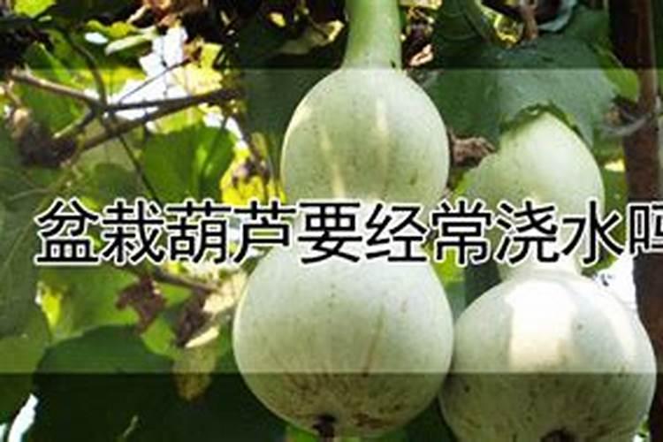 盆栽葫芦种植怎么施肥