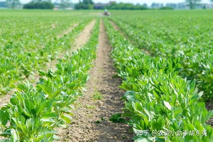 给花卉喷施叶面肥应该注意些什么