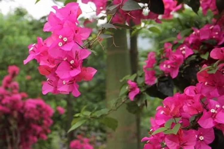三角梅夏天可以施肥吗 三角梅的生活习性