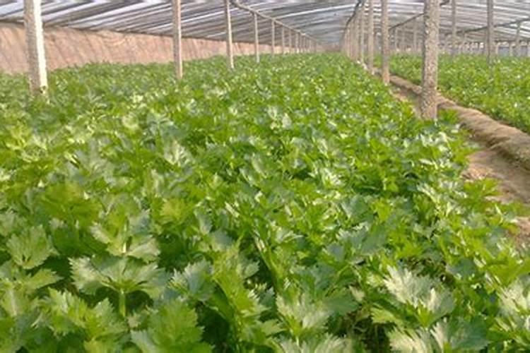 我买了几桶生桃桃用的水溶性冲施肥想知道真假