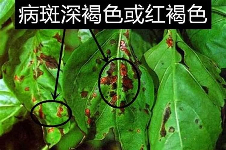 桃树施什么肥料才是最好的？