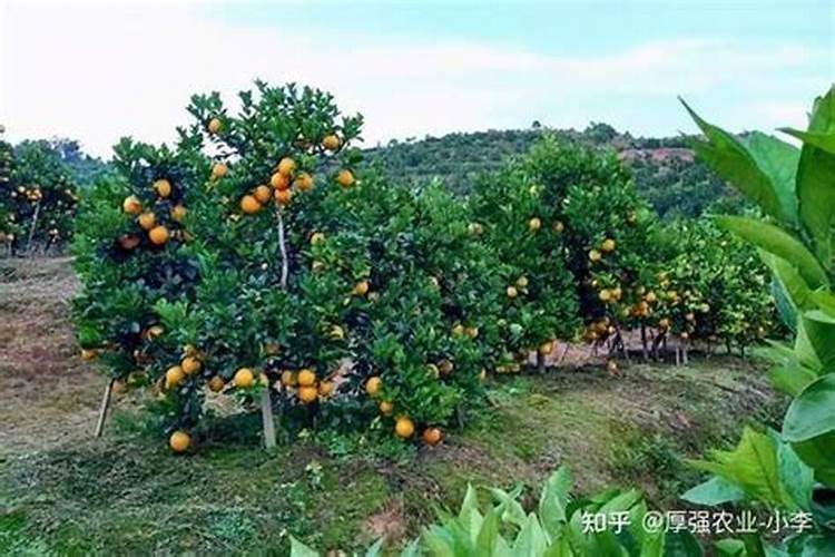 脐橙冻伤后怎么处理