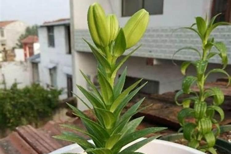 百合花抗冻吗