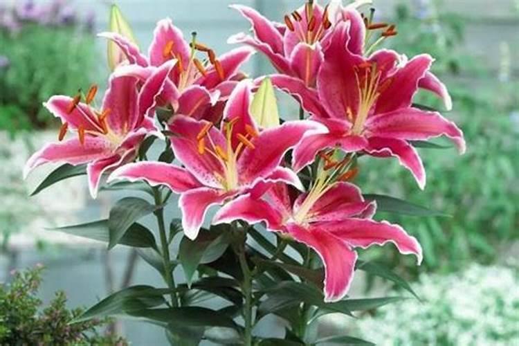 百合花怎么醒花