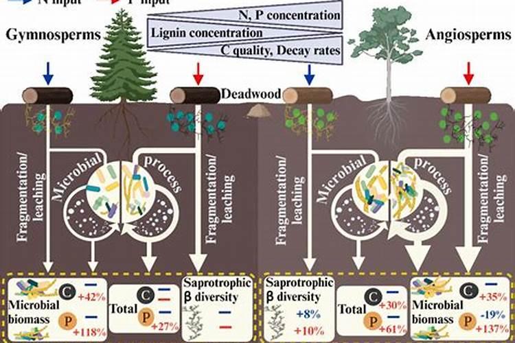 桉树基肥怎么放