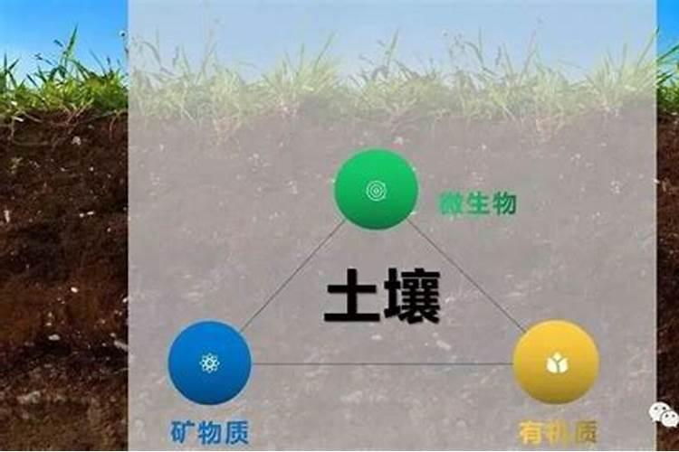 林地能种牧草吗