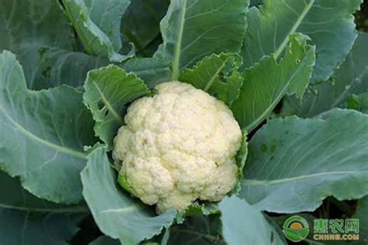 花菜开始有菜花了？
