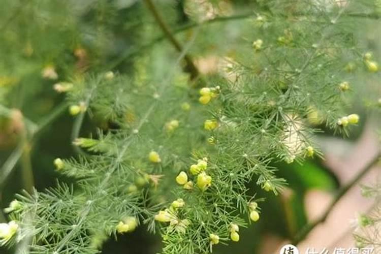 氮肥可以兑水浇花吗