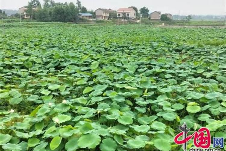 红薯先栽苗后覆膜视频、到了中后期是否掀开地膜