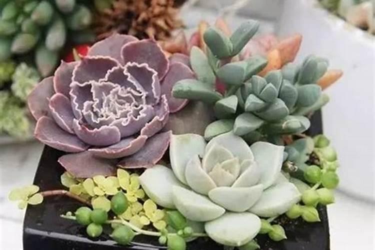 多肉植物施什么肥好