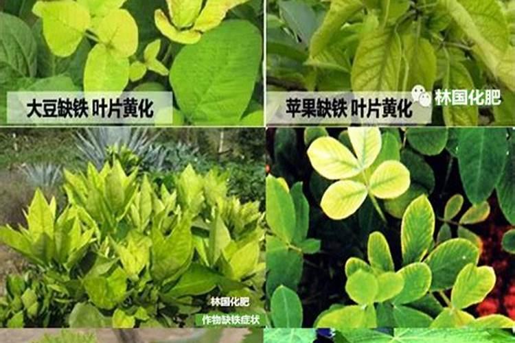 玉米使用什么叶面肥好(玉米喷施什么叶面肥效果最好)