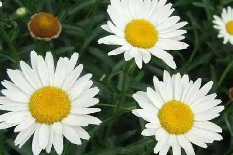 棉花后期需要什么肥料