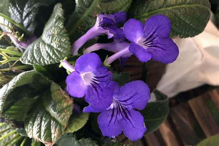 大岩桐花期的注意事项