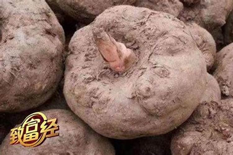 种魔芋用什么肥料