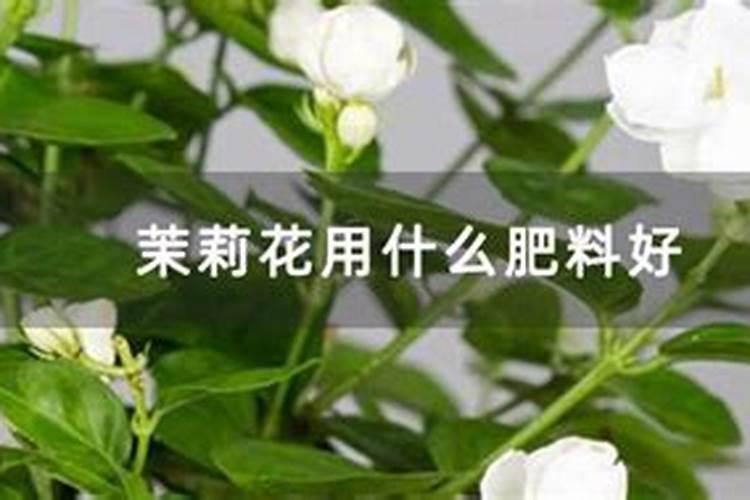 茉莉花一般施什么肥料好