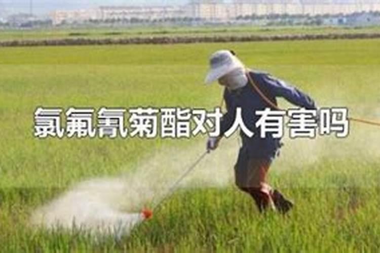 高效氯氟氰菊酯可以和叶面肥一起用吗