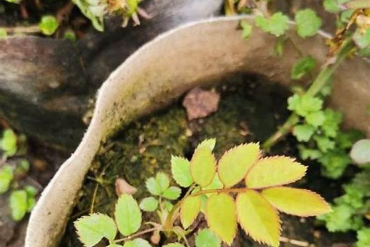植物叶子发黄用什么肥,需及时的追施氮复合肥