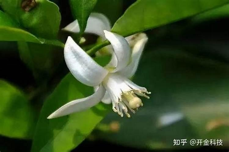 茉莉花修剪之后怎么施肥花芽长得多
