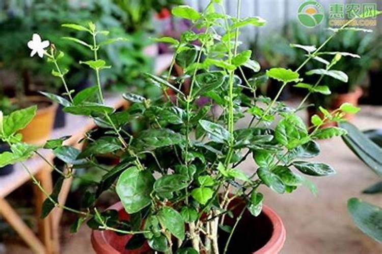 茉莉花施什么肥好