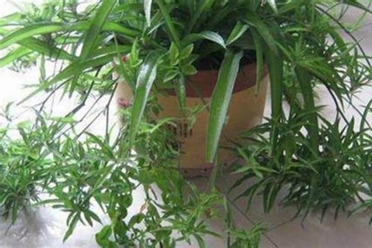 植物需要哪些大量元素？