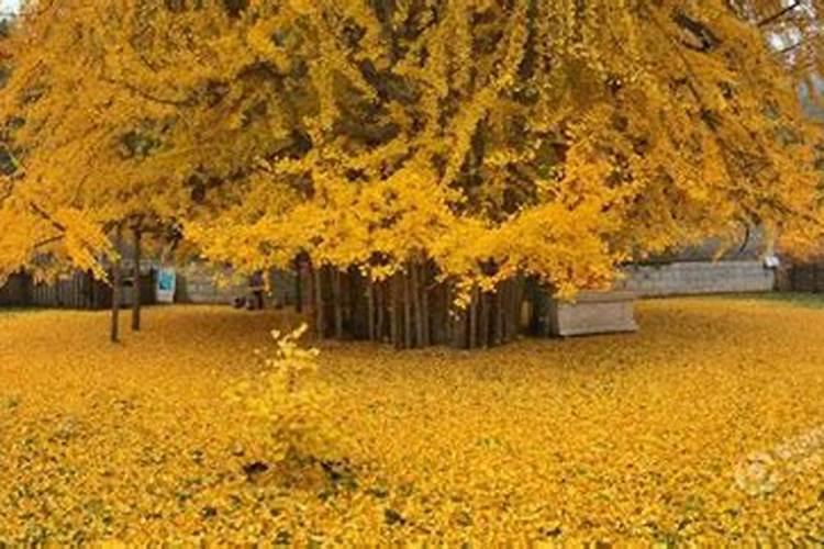 月季长花苞后怎么施肥 花蕾期施什么肥