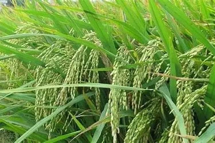 水稻除草剂药害症状及补救措施(解救药害什么药效果最好)