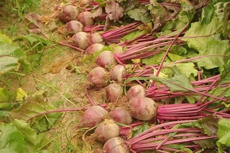 甜菜施肥用什么肥料