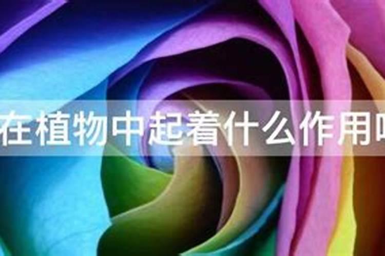 八角施什么肥最好