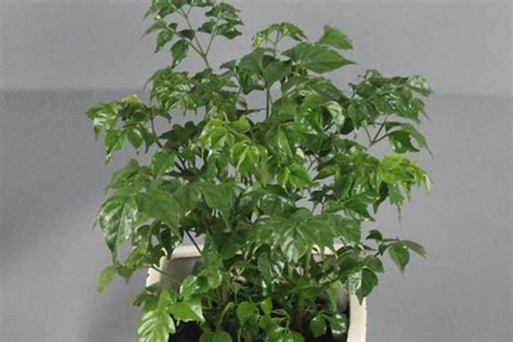 茶叶叶面肥催芽肥的正确使用