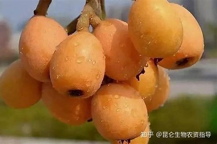 小麦几叶一心可以打除草剂 小麦一叶一心能打除草剂吗
