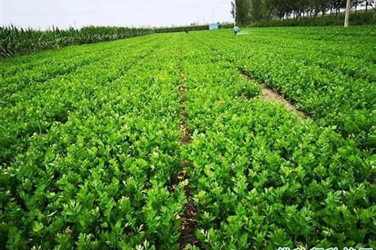 草莓大棚阴雨天气潮湿度过高怎样缓解？