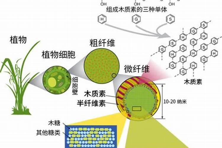 木质素有什么用途