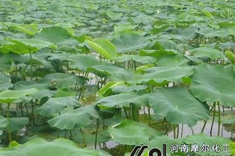 钾钠铵盐溶解性如何？