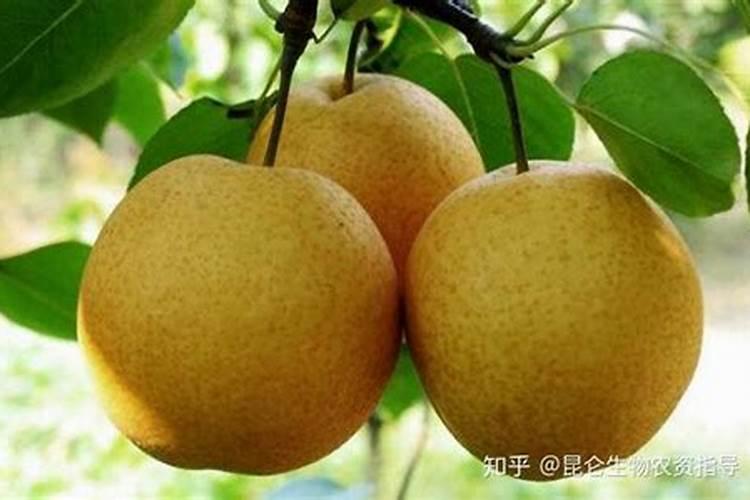 梨树用什么肥料最好