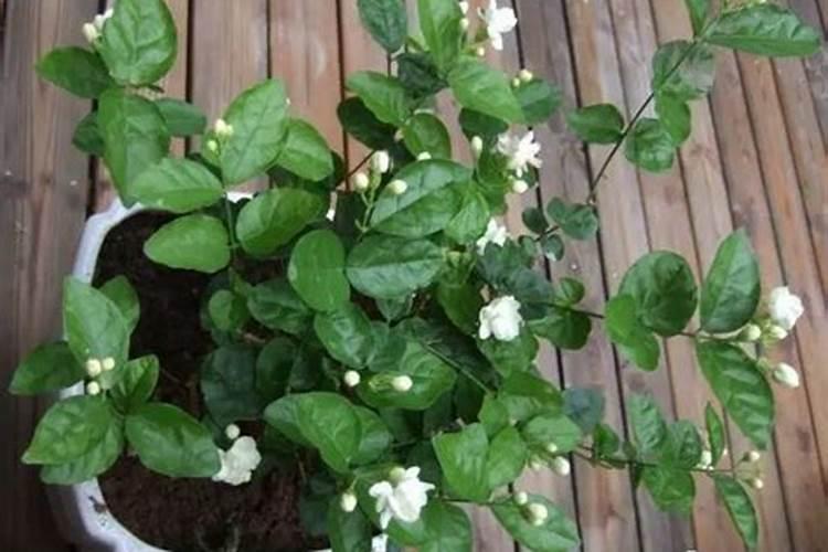 盆栽茉莉花怎么施肥,4种方法让你的茉莉花满枝头