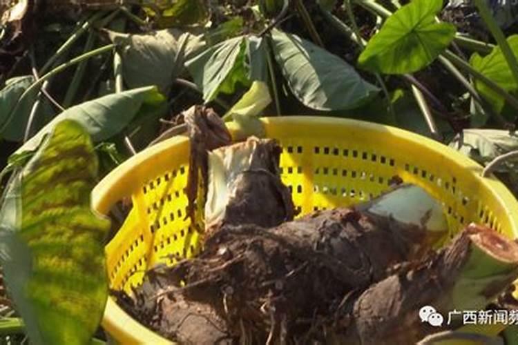什么是槟榔芋的田间管理技巧