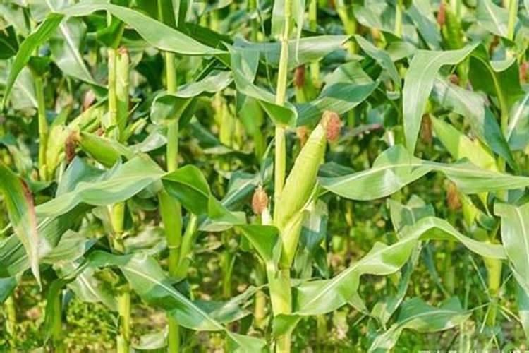 玉米缺磷用什么化肥好？