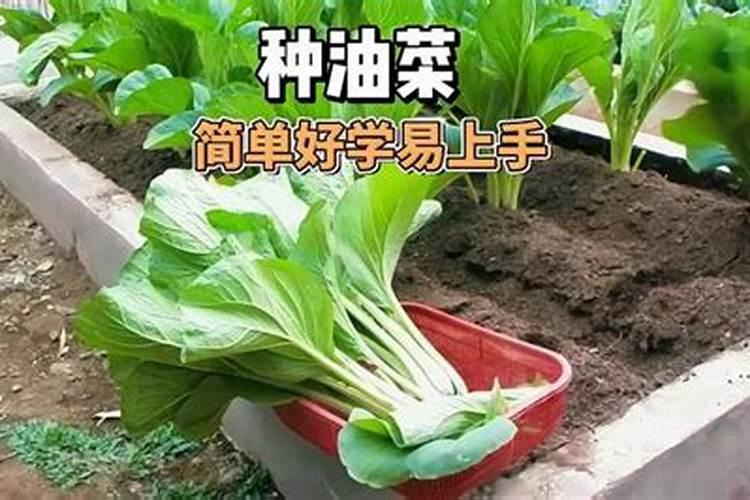 种植油菜为什么要施硼肥 油菜啥时候施硼肥好