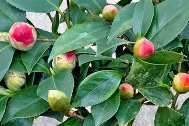 茶花树如何施肥