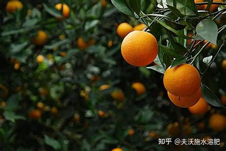 柑橘开春用什么肥料 柑橘春季施肥技术介绍
