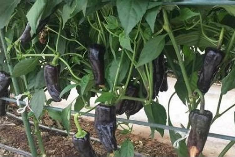 花多多肥料使用方法 花多多肥料的使用方法