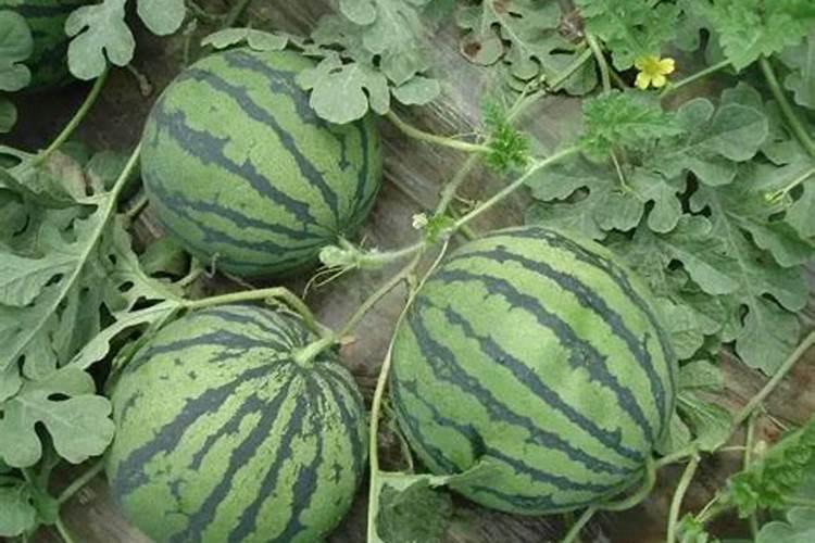 西瓜怎么用肥料
