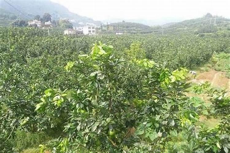 养花氮磷钾口诀,氮磷钾肥怎样施肥效果好