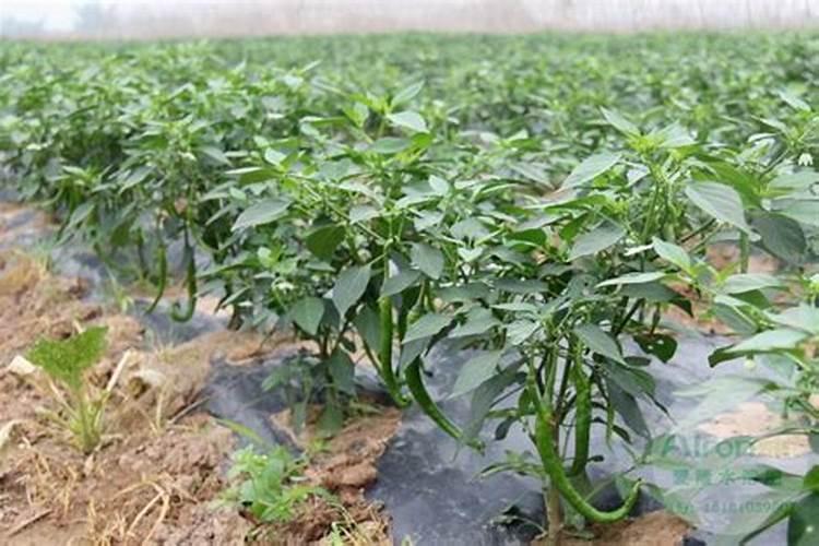 辣椒用什么肥料最好