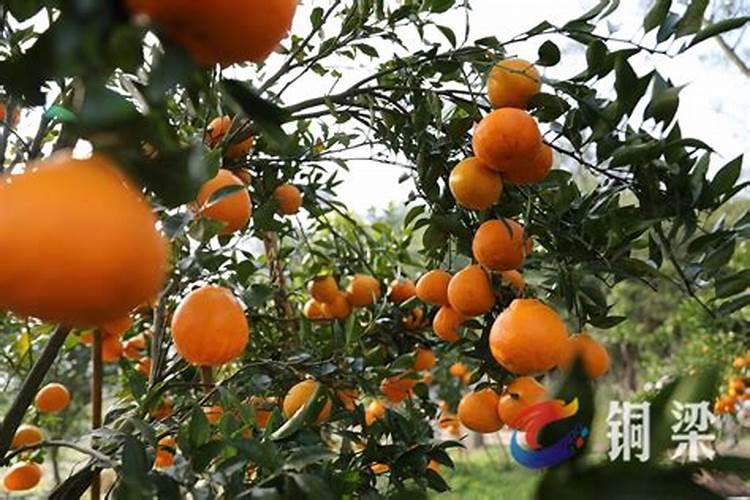 四季油麦菜种植技术油麦菜的种植和管理方法