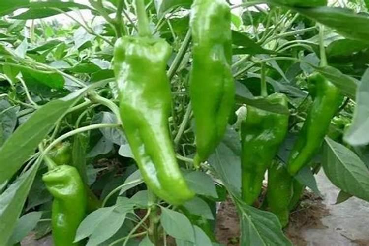 辣椒结果用什么肥料最好