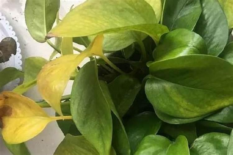 绿萝吊兰···乱施肥,跟喂毒药没两样,养1盆死1盆!